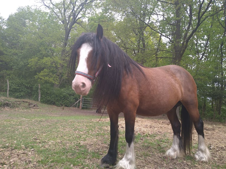 Gypsy Horse Stallion  14 hh Pinto in Liebenwalde
