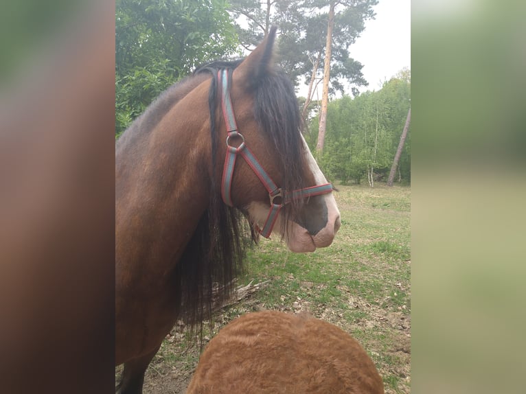 Gypsy Horse Stallion  14 hh Pinto in Liebenwalde