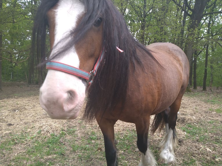 Gypsy Horse Stallion  14 hh Pinto in Liebenwalde