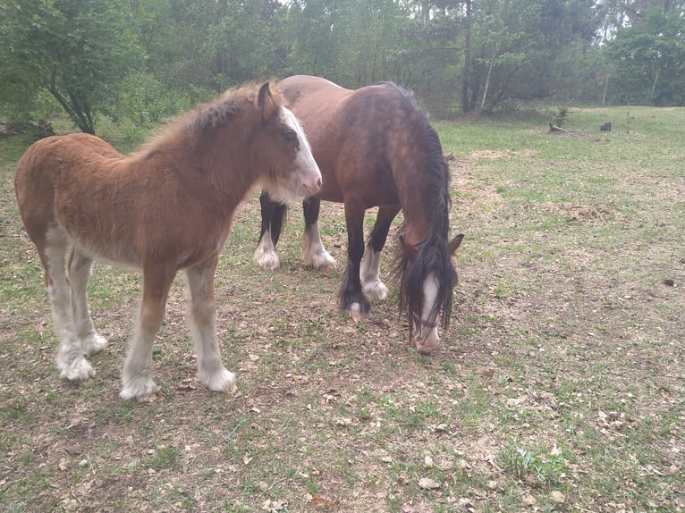 Gypsy Horse Stallion  14 hh Pinto in Liebenwalde