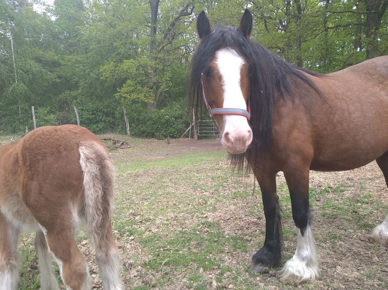 Gypsy Horse Stallion  14 hh Pinto in Liebenwalde