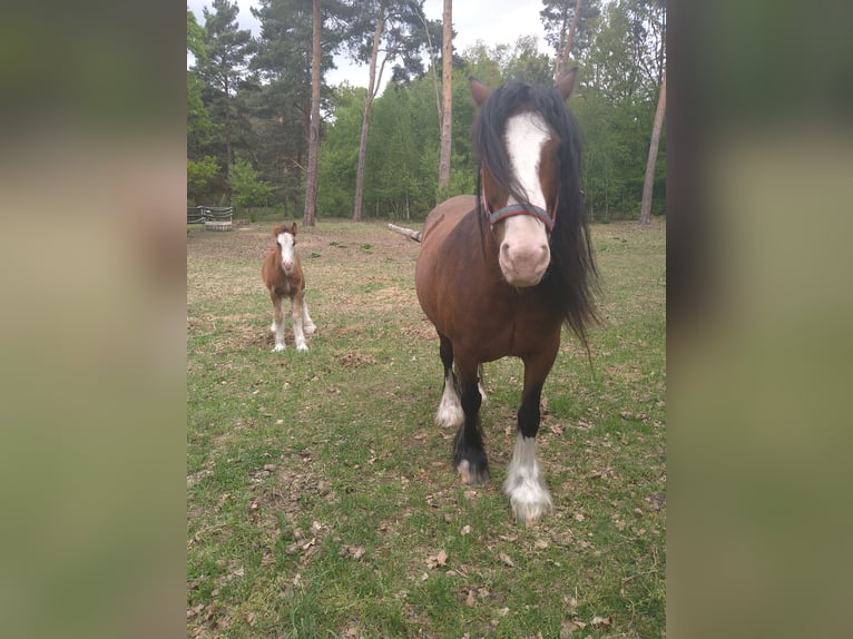 Gypsy Horse Stallion  14 hh Pinto in Liebenwalde
