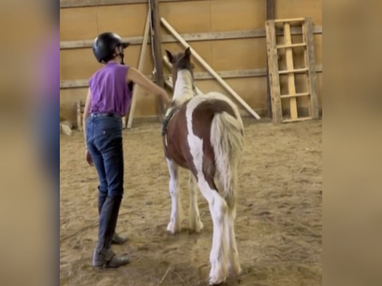 Gypsy Horse Stallion Foal (05/2025) 14,1 hh Pinto in South Lyon, Michigan