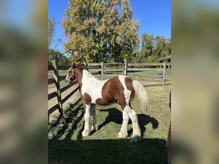 Gypsy Horse Stallion Foal (05/2025) 14,1 hh Pinto in South Lyon, Michigan