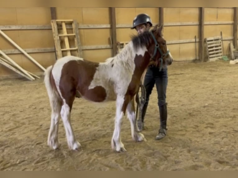 Gypsy Horse Stallion Foal (05/2025) 14,1 hh Pinto in South Lyon, Michigan