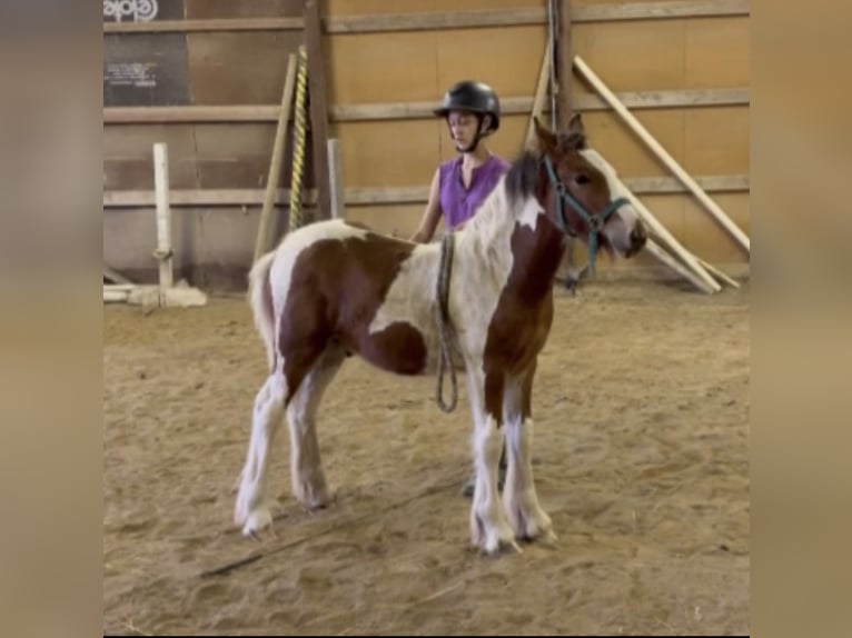 Gypsy Horse Stallion Foal (05/2025) 14,1 hh Pinto in South Lyon, Michigan