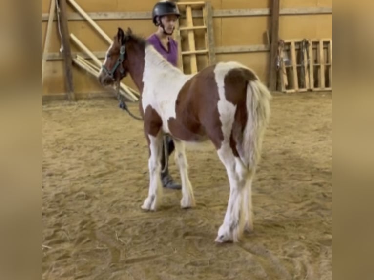 Gypsy Horse Stallion Foal (05/2025) 14,1 hh Pinto in South Lyon, Michigan