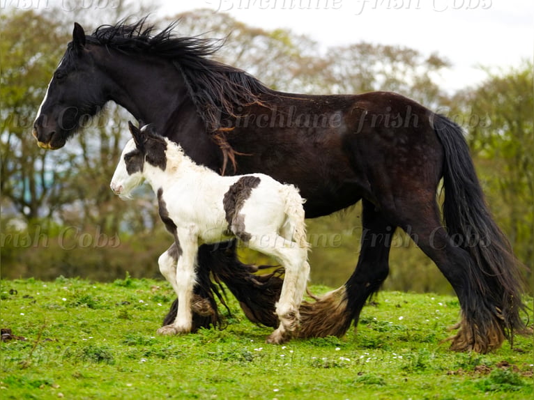 Gypsy Horse Stallion Foal (01/2026) 15.1 hh  in kerry
