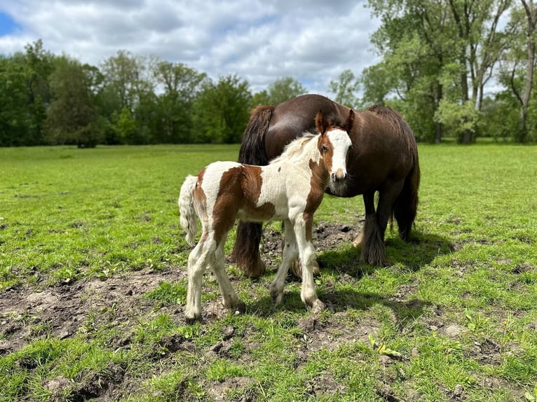 Gypsy Horse Stallion Foal (05/2025) 15 hh Bay in South Lyon