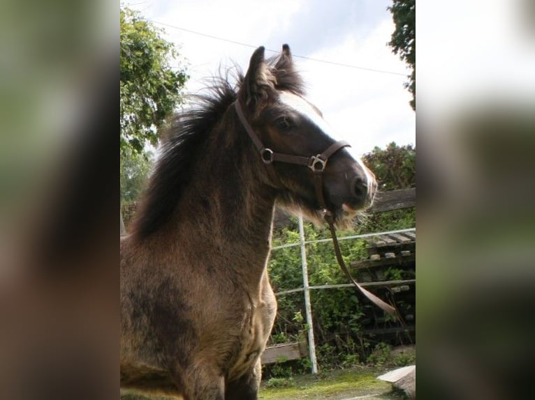 Gypsy Horse Stallion  15,1 hh Black in Calden