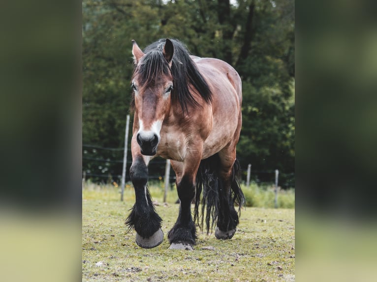 Gypsy Horse Mix Stallion Foal (06/2025) 15,1 hh Black in Oudsbergen