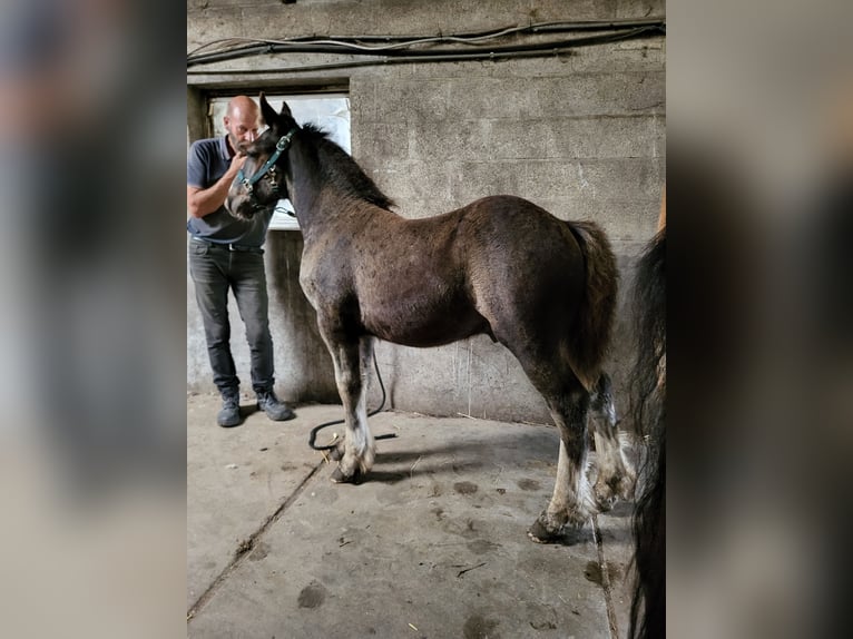 Gypsy Horse Mix Stallion Foal (06/2025) 15,1 hh Black in Oudsbergen