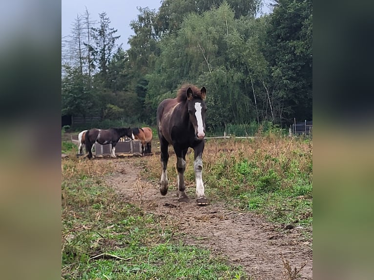 Gypsy Horse Mix Stallion Foal (06/2025) 15,1 hh Black in Oudsbergen
