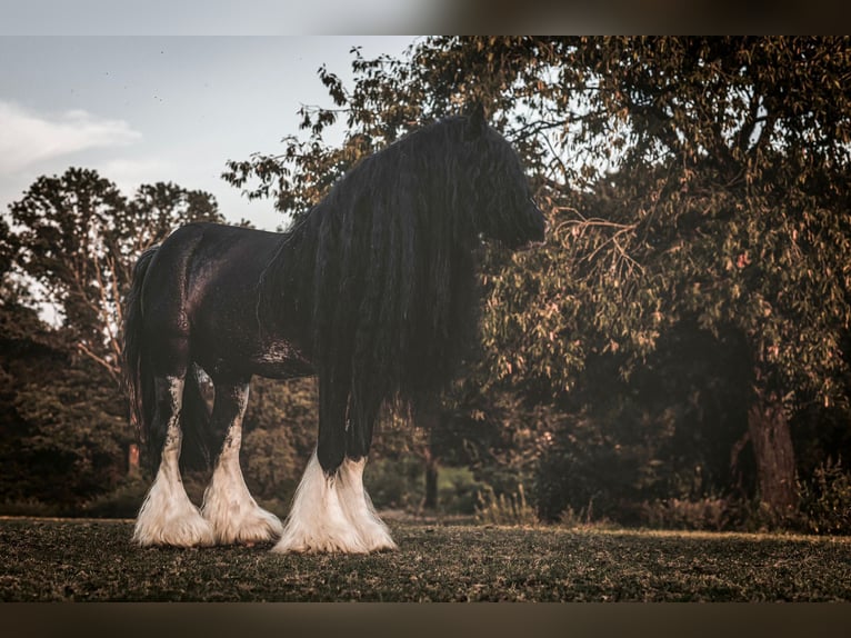 Gypsy Horse Mix Stallion Foal (06/2025) 15,1 hh Black in Oudsbergen