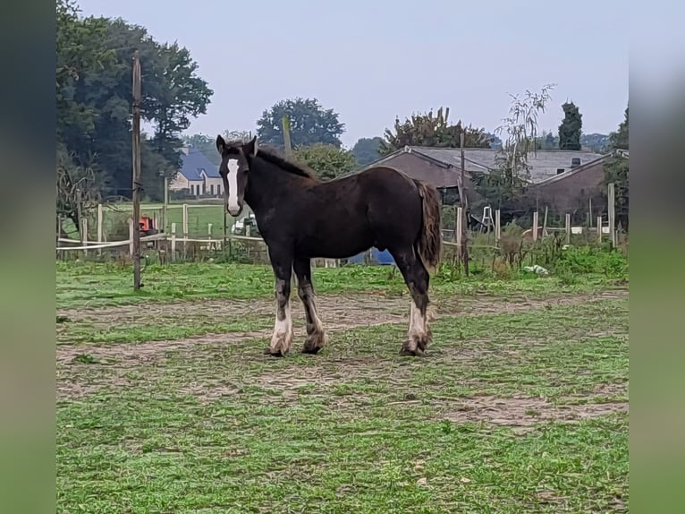 Gypsy Horse Mix Stallion Foal (06/2025) 15,1 hh Black in Oudsbergen