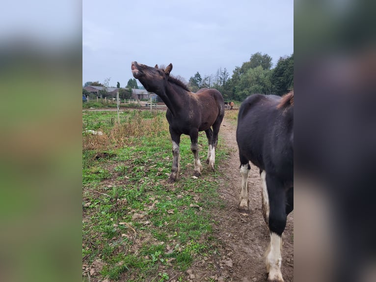 Gypsy Horse Mix Stallion Foal (06/2025) 15,1 hh Black in Oudsbergen
