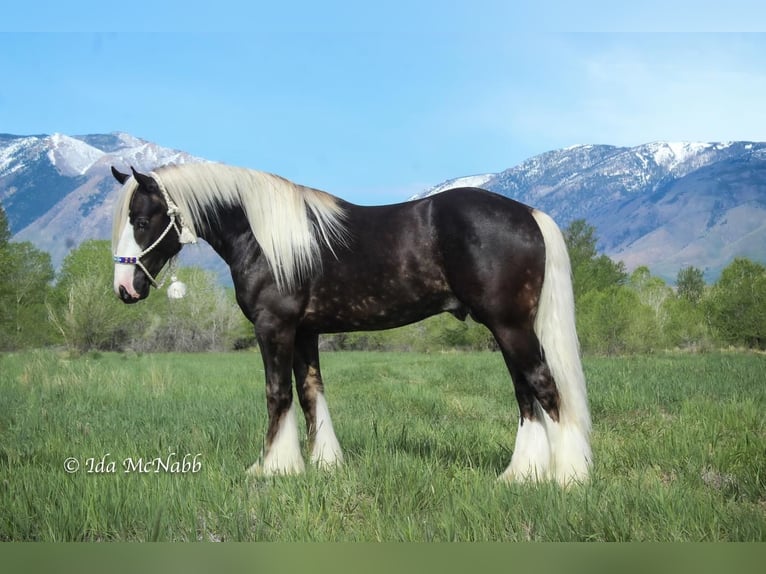 Gypsy Horse Stallion Foal (02/2023) Bay in Cody, WY