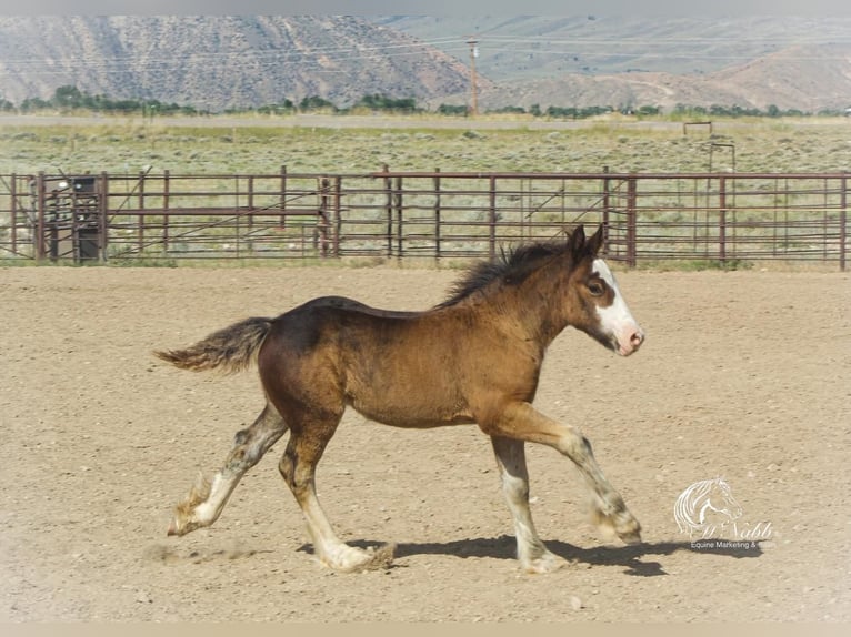 Gypsy Horse Stallion Foal (02/2023) Bay in Cody, WY