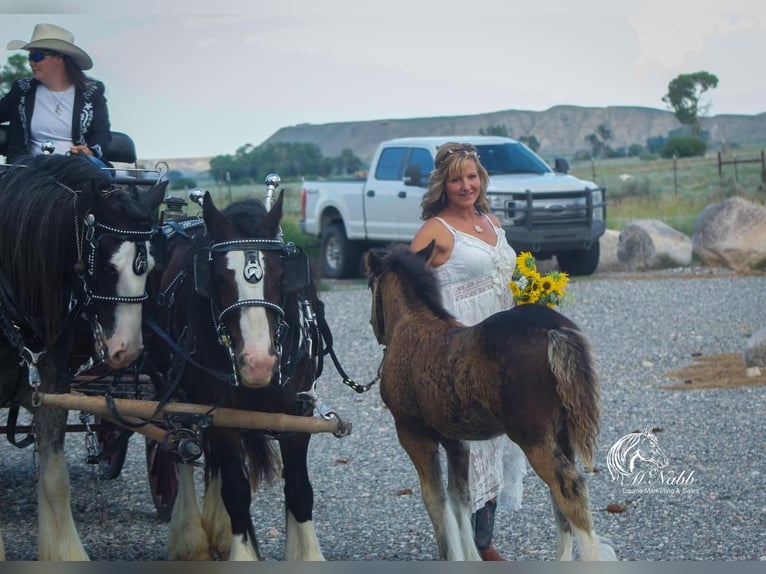 Gypsy Horse Stallion Foal (02/2023) Bay in Cody, WY