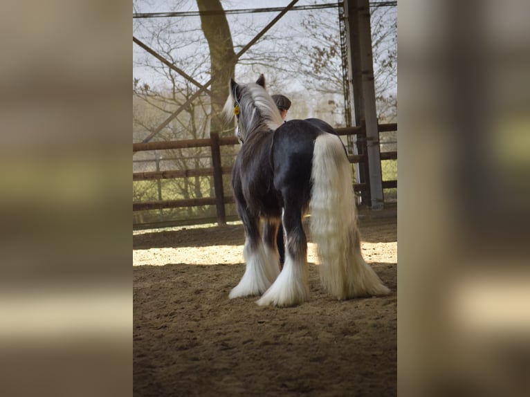 Gypsy Horse Stallion Foal (04/2026)  in Heiligengrabe