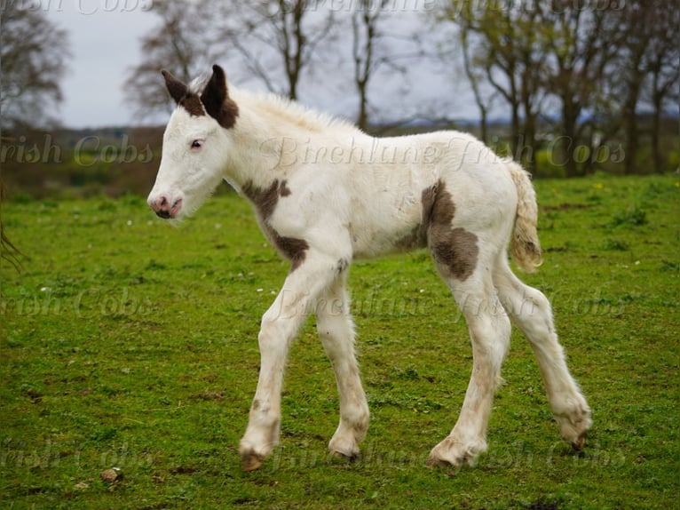 Gypsy Horse Stallion Foal (01/2026)  in kerry