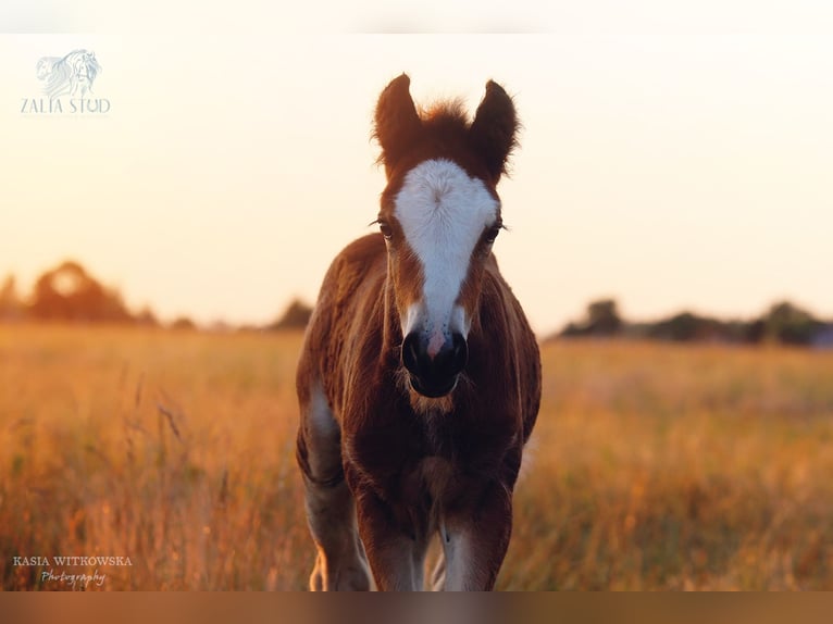 Gypsy Horse Stallion Foal (06/2026) Brown in Stryków