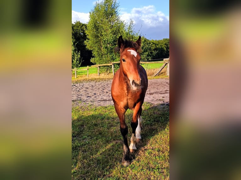 Gypsy Horse Stallion Foal (05/2024) Brown in Hanstedt