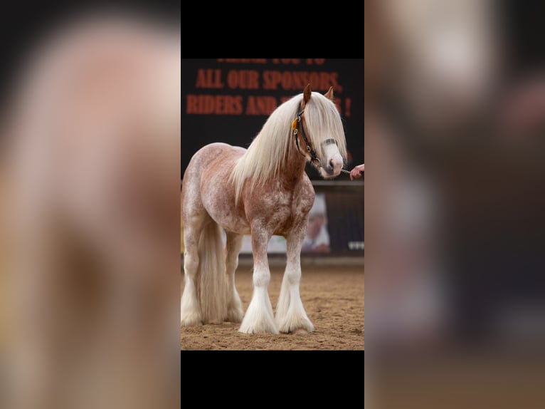 Gypsy Horse Stallion Foal (05/2024) Brown in Hanstedt