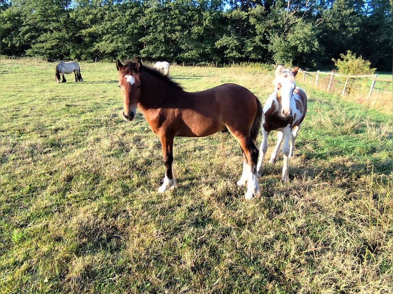 Gypsy Horse Stallion Foal (05/2024) Brown in Hanstedt