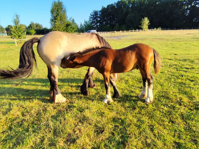 Gypsy Horse Stallion Foal (05/2024) Brown in Hanstedt