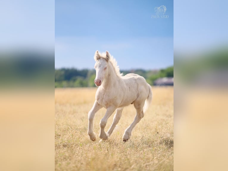 Gypsy Horse Stallion Foal (01/2026) Cremello in Stryków