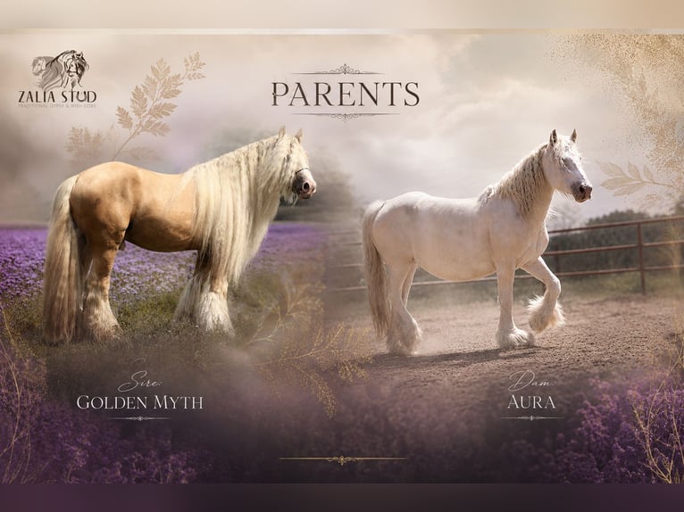 Gypsy Horse Stallion Foal (04/2026) Cremello in Stryków