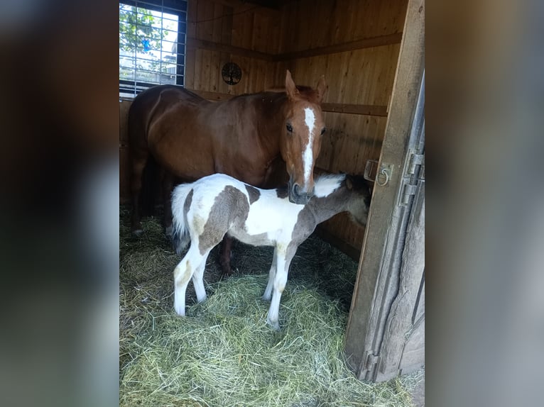 Gypsy Horse Stallion Foal (04/2026)  in Hebertsfelden
