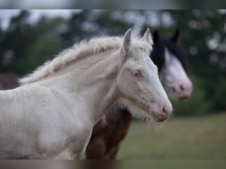 Gypsy Horse Stallion Foal (05/2025) Pearl in Hanstedt