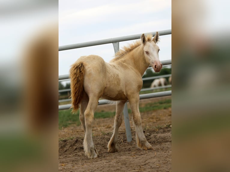 Gypsy Horse Stallion Foal (05/2024) Perlino in Stryków