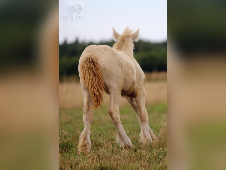 Gypsy Horse Stallion Foal (05/2024) Perlino in Stryków