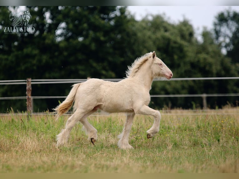 Gypsy Horse Stallion Foal (03/2025) Perlino in Stryk&#xF3;w