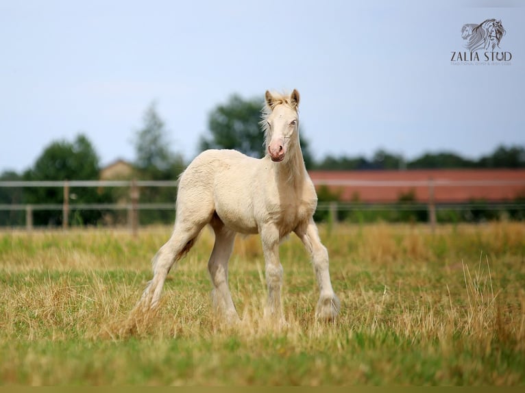 Gypsy Horse Stallion Foal (03/2025) Perlino in Stryk&#xF3;w