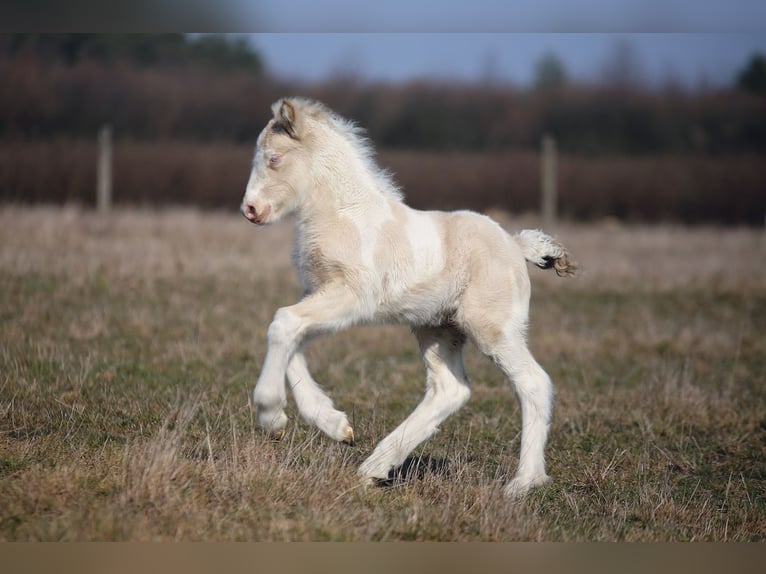 Gypsy Horse Stallion Foal (03/2025) Perlino in Stryk&#xF3;w