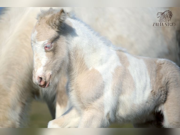 Gypsy Horse Stallion Foal (03/2025) Perlino in Stryk&#xF3;w
