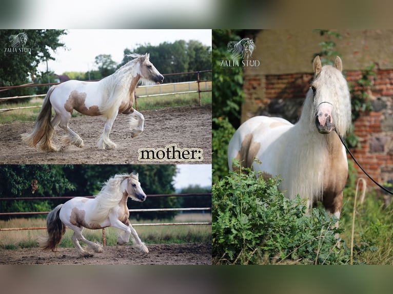 Gypsy Horse Stallion Foal (03/2025) Perlino in Stryk&#xF3;w