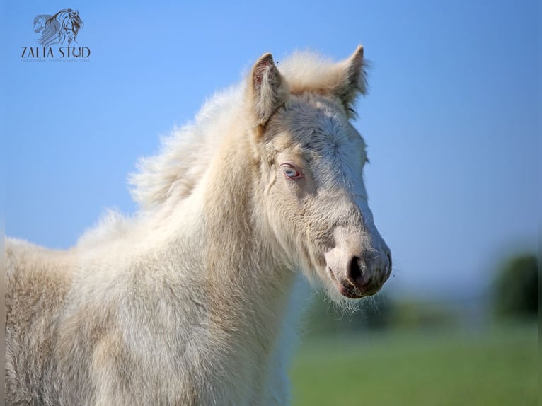 Gypsy Horse Stallion Foal (03/2025) Perlino in Stryk&#xF3;w