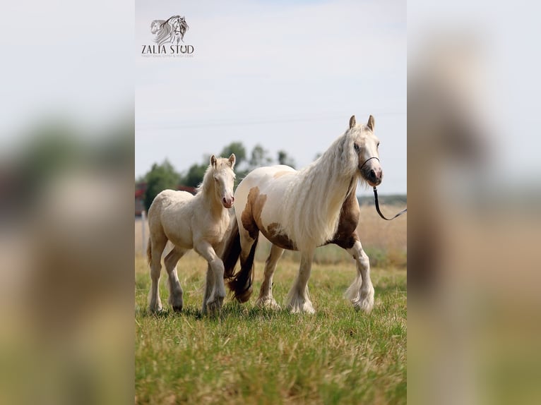 Gypsy Horse Stallion Foal (03/2025) Perlino in Stryk&#xF3;w