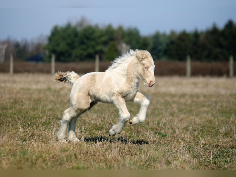 Gypsy Horse Stallion Foal (03/2025) Perlino in Stryk&#xF3;w