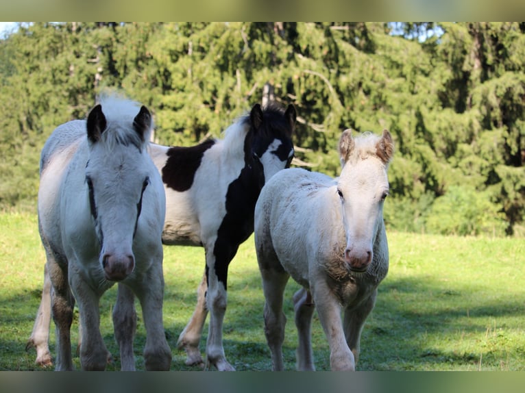 Gypsy Horse Stallion Foal (07/2025) Pinto in B&#xF6;bing