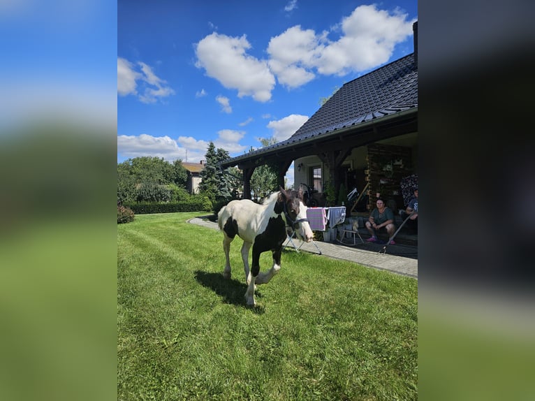 Gypsy Horse Stallion Foal (04/2024) Pinto in Buk