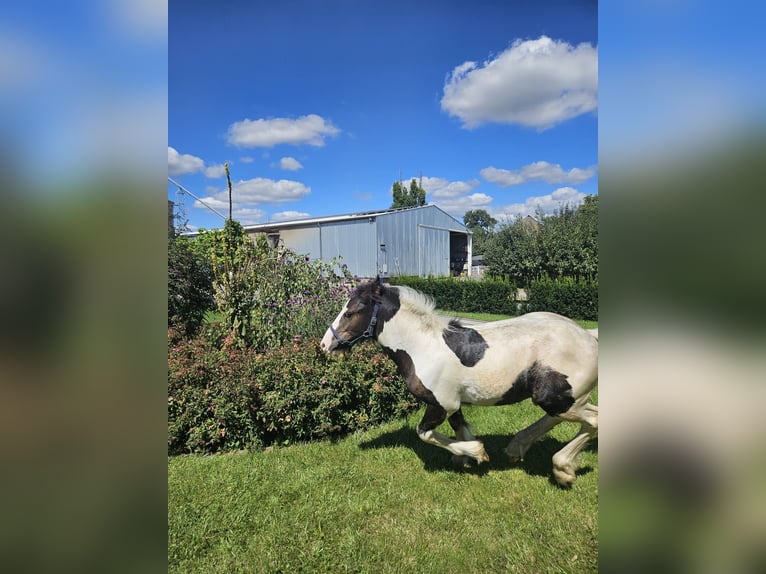 Gypsy Horse Stallion Foal (04/2024) Pinto in Buk