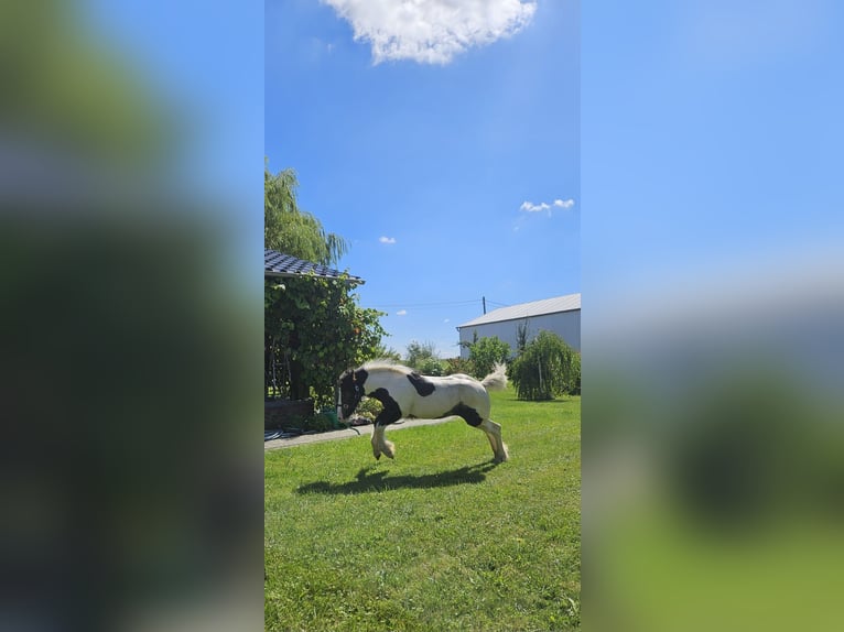 Gypsy Horse Stallion Foal (04/2024) Pinto in Buk