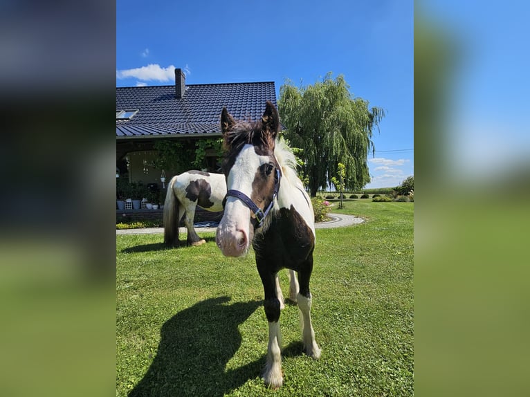 Gypsy Horse Stallion Foal (04/2024) Pinto in Buk