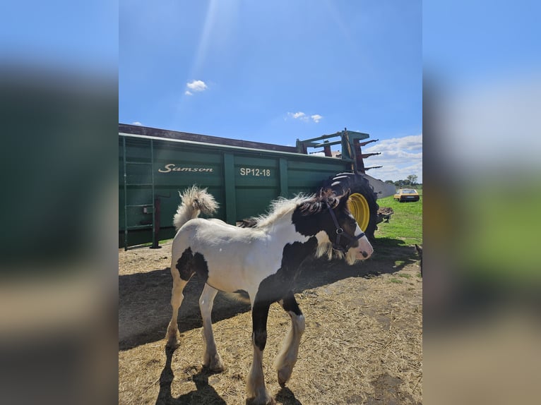 Gypsy Horse Stallion Foal (04/2024) Pinto in Buk